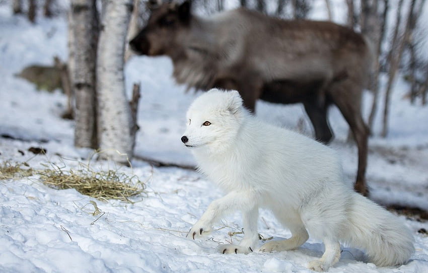 winter, forest, animals, white, face, snow, deer, Fox, walk, Fox, polar, Arctic , section животные, deer and fox HD wallpaper