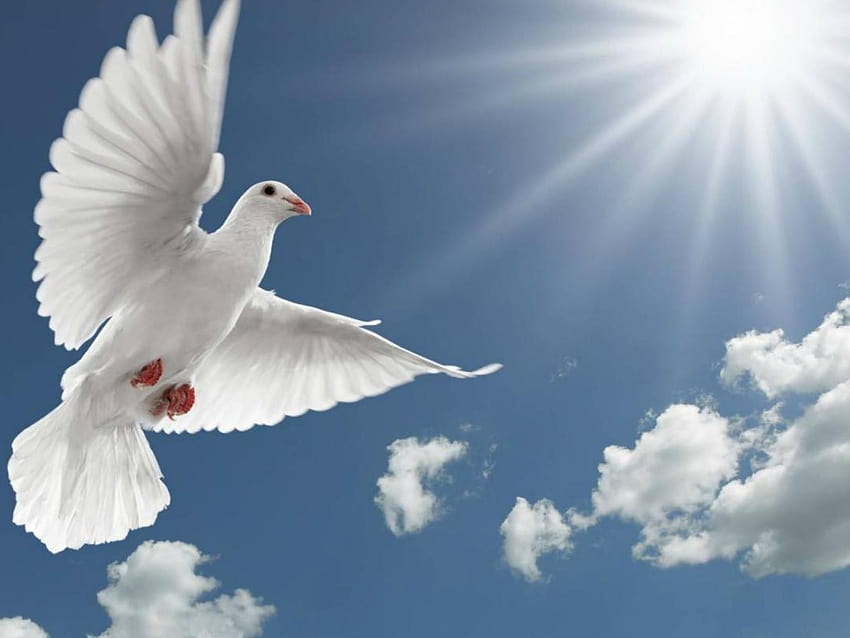 White Pigeon Flying, Spread Wings Sun Rays : 13 HD wallpaper