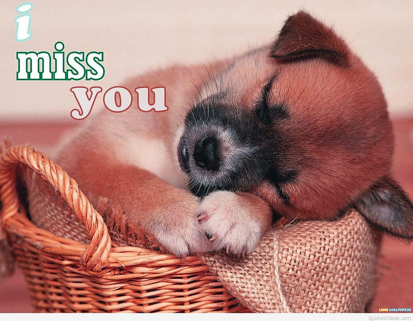 Funny i miss you dog HD wallpapers | Pxfuel