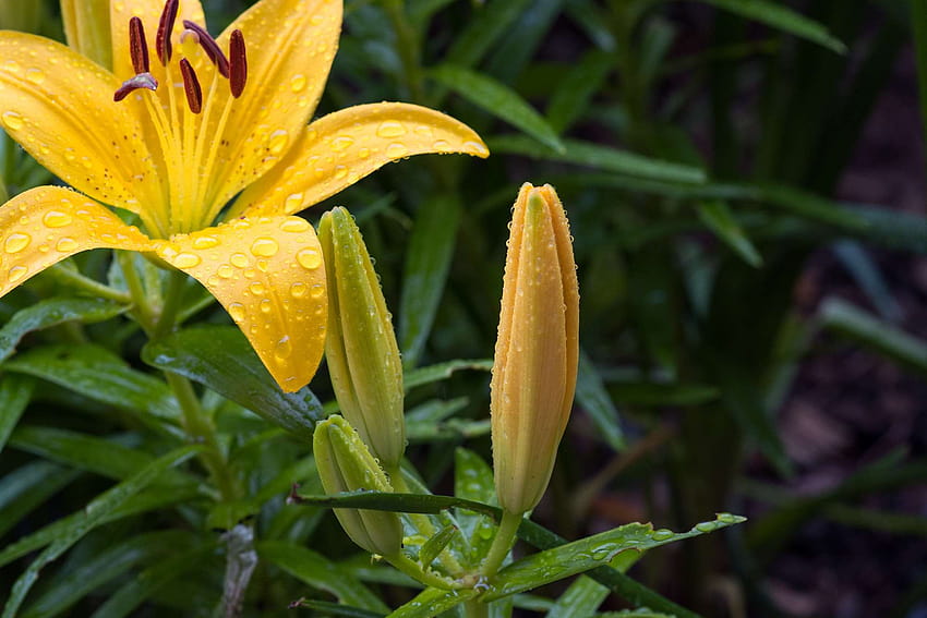 3083864 / bloom, blossom, bud, close, flower, flower garden, garden, in the garden, lily, lily family, nature, plant, raindrop, schnittblume, yellow, yellow flower, yellow lily HD wallpaper
