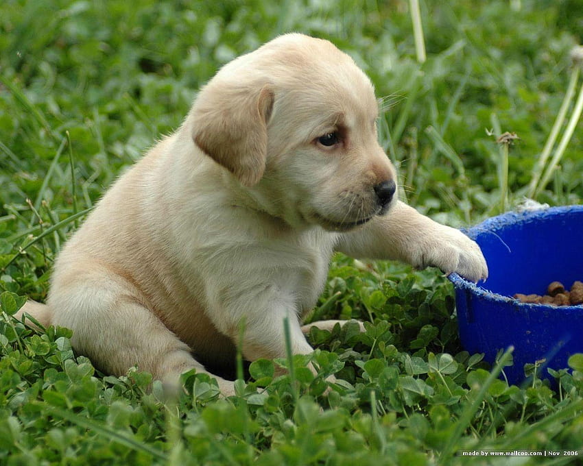 Lab Puppy Calendar 2025