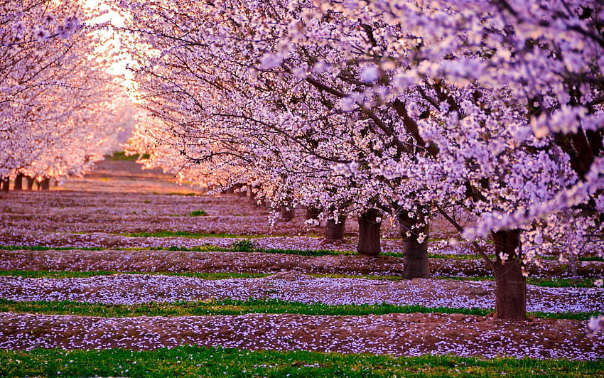 Japan Cherry Blossom Field, japońskie drzewo kwitnącej wiśni Tapeta HD