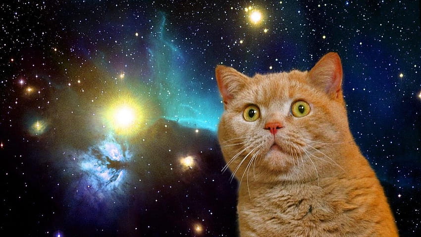 3 Space Cats HD wallpaper