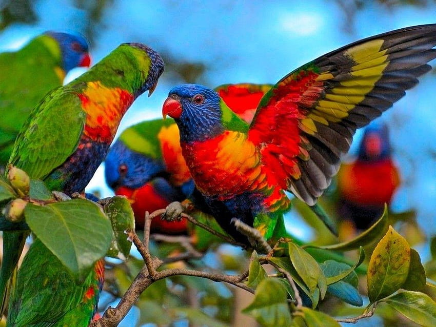 Red Lory 20347, lories and lorikeets HD wallpaper