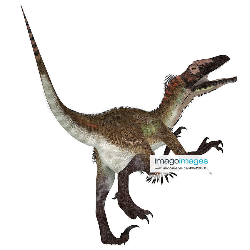 Utahraptor dinosaur, side profile Utahraptor was a carnivorous theropod dinosaur that lived in Utah, Uni HD phone wallpaper
