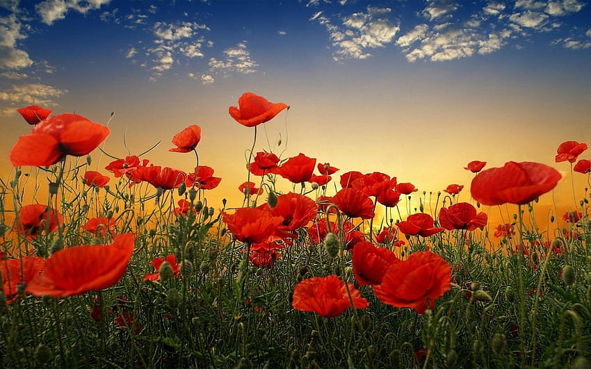 Poppy Flower, poppy field at sunset HD wallpaper