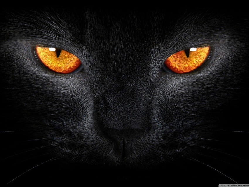 Czarny kot Pomarańczowe oczy, czarne koty halloweenowe Tapeta HD