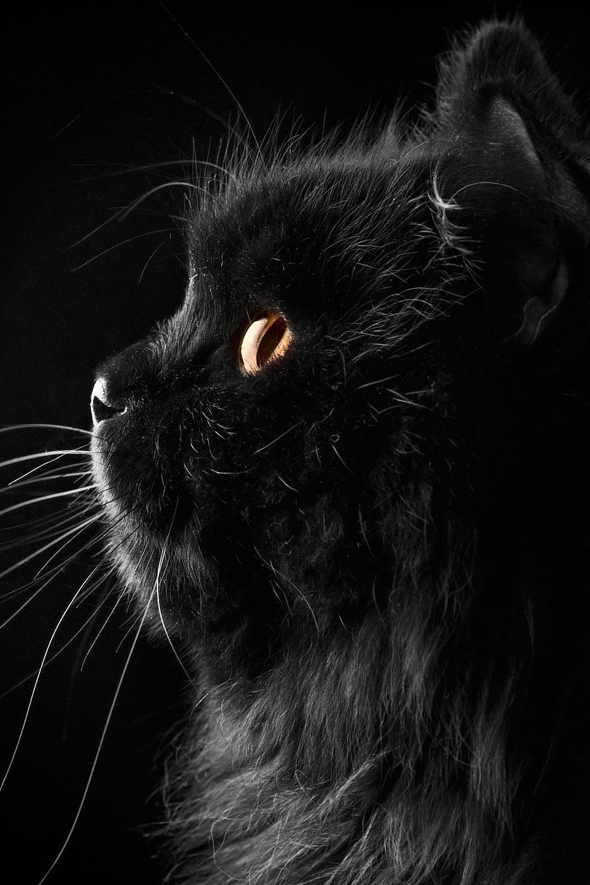 Black Cat Full, Katzenaugen-Android HD-Handy-Hintergrundbild