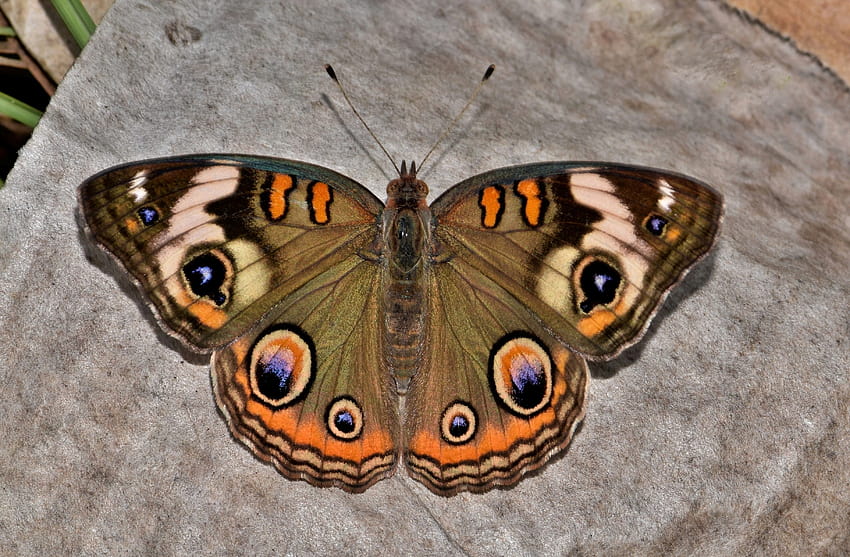 243 Beautiful Butterfly, types of butterflies HD wallpaper