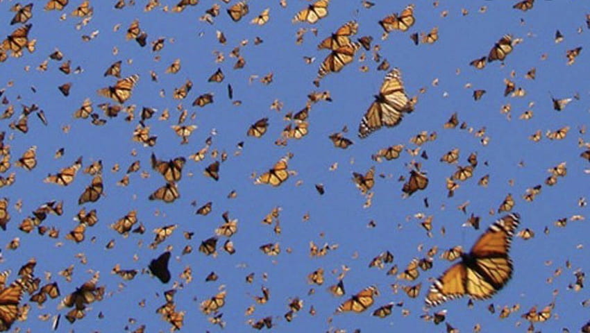 butterfly wallpaper desktop