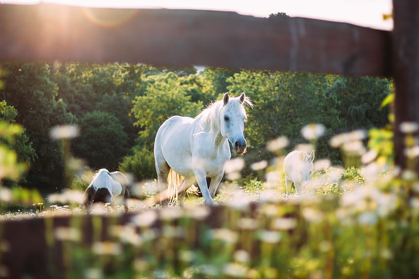 ID: 242698 / ein weißes Pferd und zwei Fohlen durch einen Holzzaun gesehen, goldene Stunde mit einigen Ponys, Stutfohlen HD-Hintergrundbild