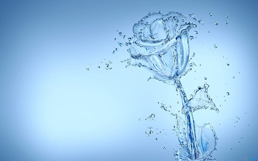 H20: 2 Parts Heart, One Part Om, water plant HD wallpaper