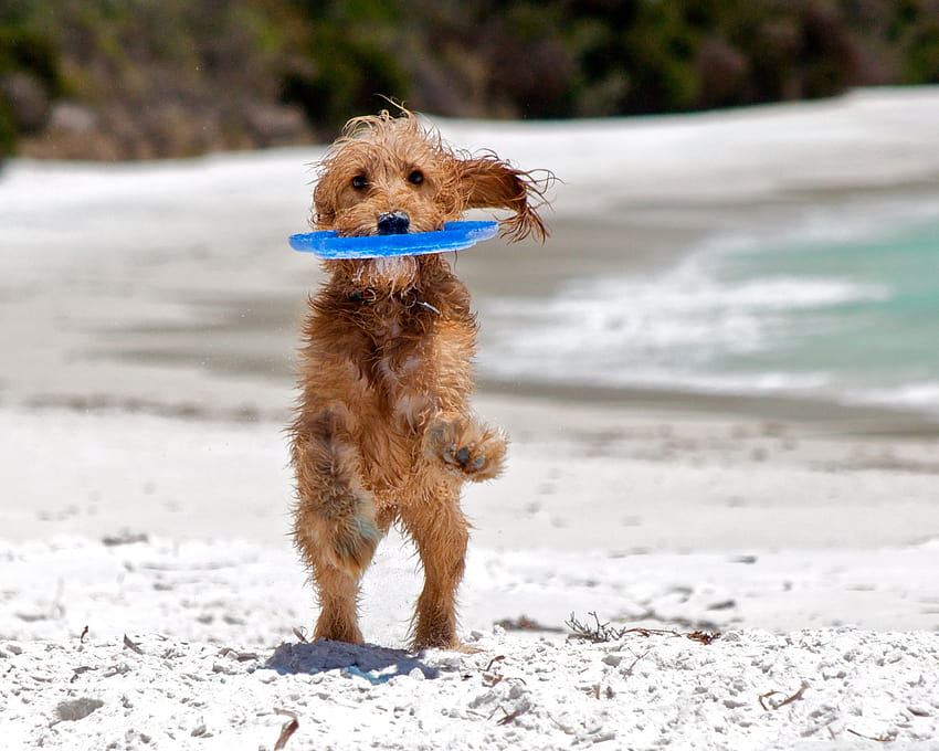 Catching The Frisbee ❤ for Ultra TV HD wallpaper
