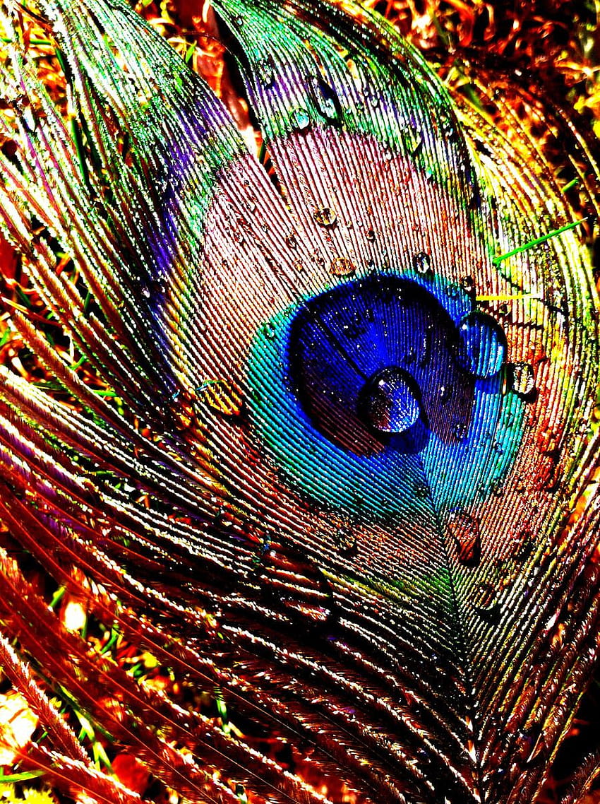 Pluma de pavo real Krishna Estética, pluma de krishna fondo de pantalla del teléfono
