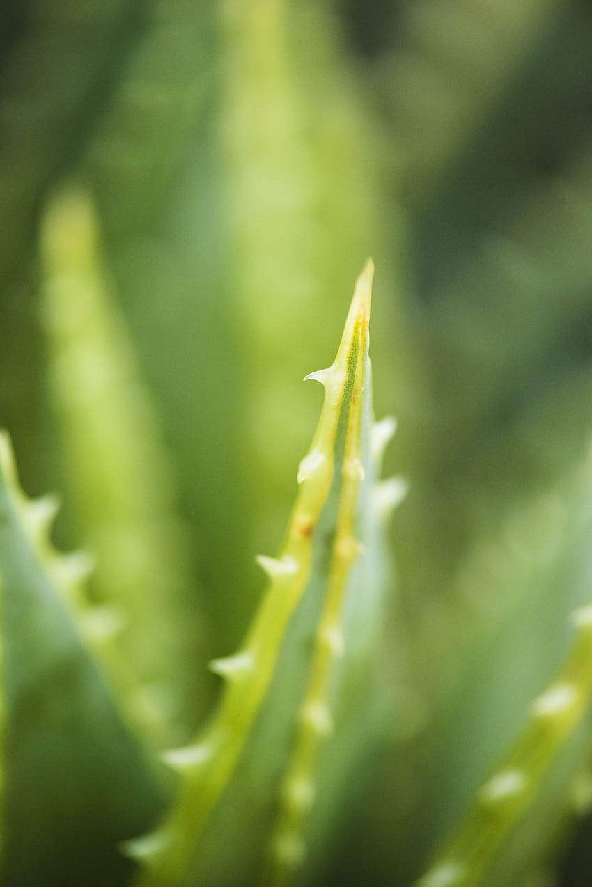 stok Aloe vera · Pexels wallpaper ponsel HD