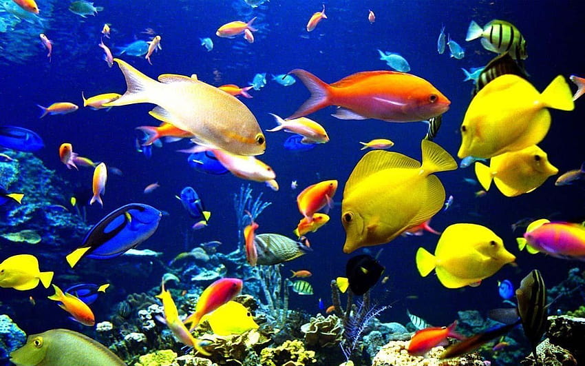 Aquário de Peixes Vivos papel de parede HD