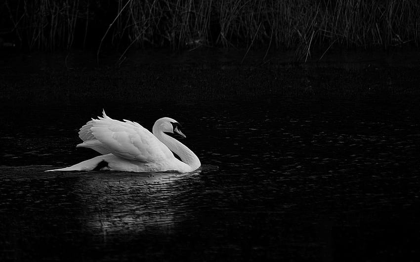Black Lake In White Swan, white swan on the lake HD wallpaper