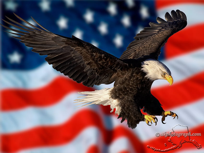 Eagle And American Flag Alaska graphy Part 2 [1024x770] pour votre, Mobile & Tablet, usa eagle Fond d'écran HD