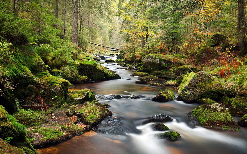 Mountain River Bank Of Rocks Covered With Green Moss, Pine Trees, Forest For 4000x2500 : 13 HD wallpaper