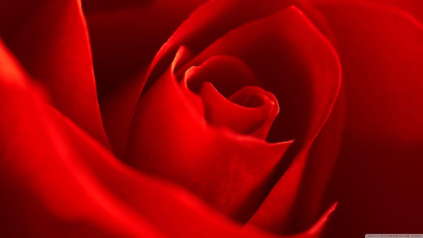 Very Beautiful Red Rose Flower ❤ for, background red flowers HD wallpaper |  Pxfuel