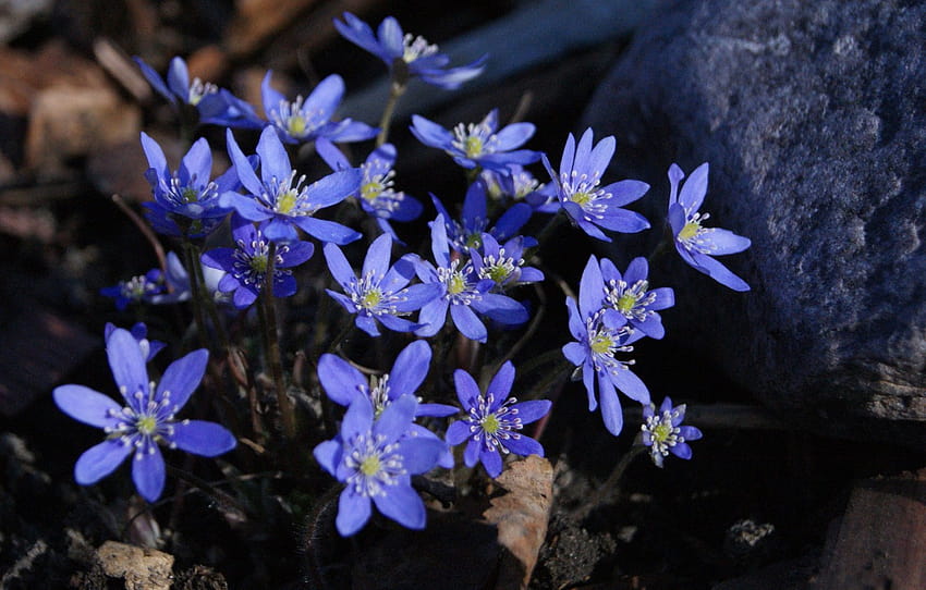 Frühling, Primeln, Pechenocna, Blumen blühen, Abschnitt Blumen, Pechenocna-Blumen HD-Hintergrundbild