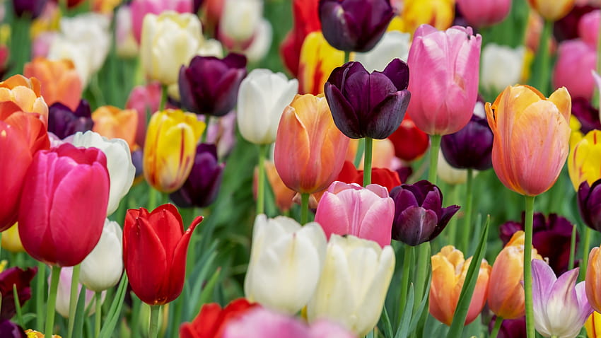 Tulip flowers , Multicolor, Colorful, Tulips field, Purple, Pink, Beautiful, Flowers, tulips flower HD wallpaper