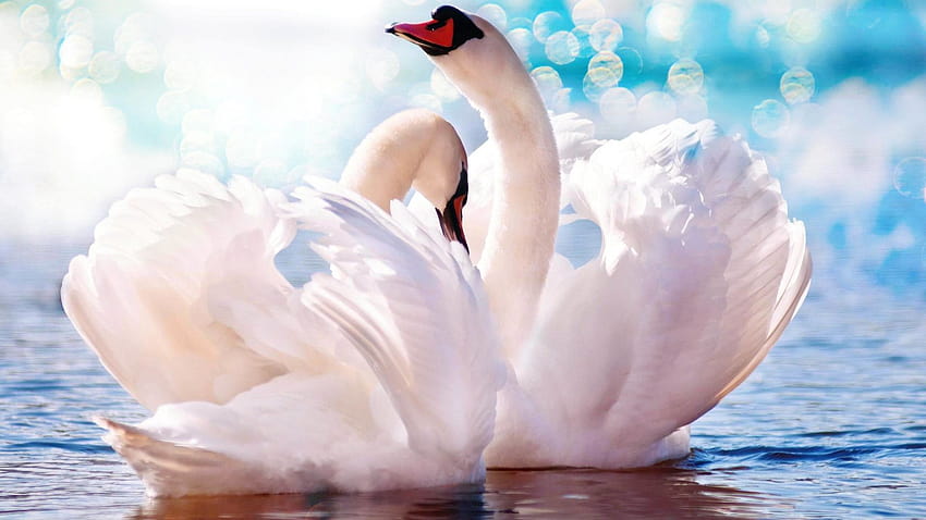 love birds, white swan, pair, , background, 7f8968, swan bird HD wallpaper