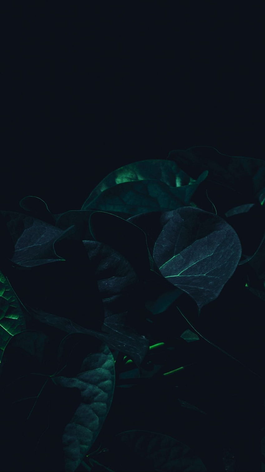 938x1668 leaves, plant, dark, green, shade, dark green iphone HD phone wallpaper