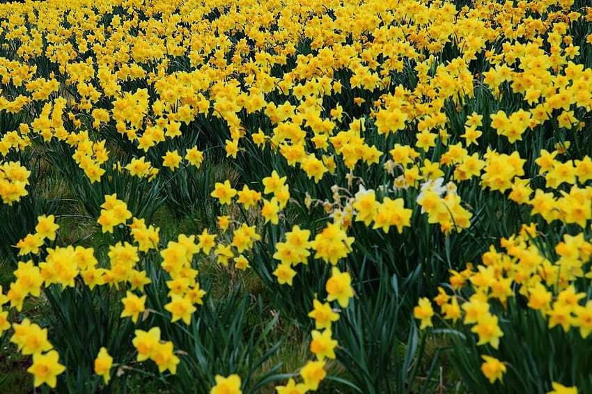Yellow Daffodils HD wallpaper | Pxfuel