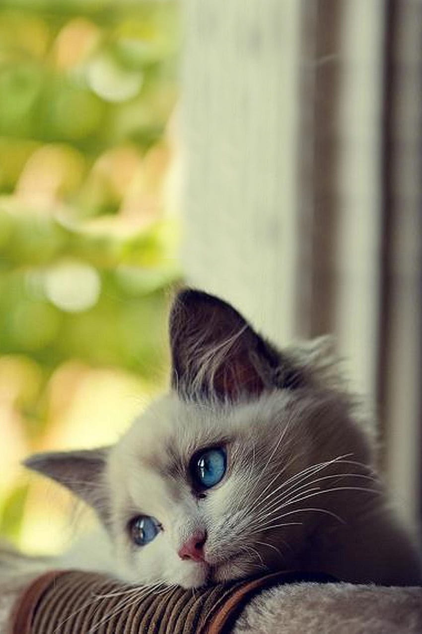 Cute Kitten Wallpapers  Top Free Cute Kitten Backgrounds  WallpaperAccess
