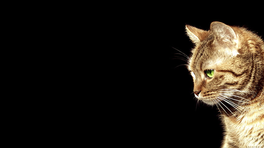 Cats Memes New Mexico cat fun cat 1920x1080 [1280x720] untuk , Ponsel & Tablet Anda Wallpaper HD