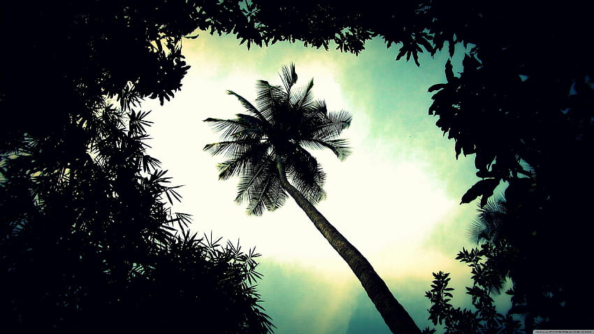 Palm Tree Top ❤ for Ultra TV • Wide HD wallpaper