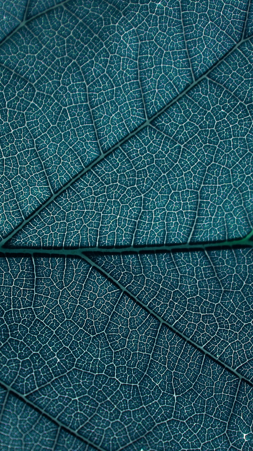 Leaf Blue Dark Nature Texture Pattern Android, leaf android HD phone wallpaper
