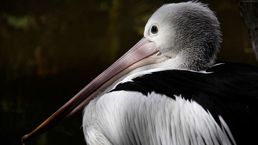 Australian pelican, New Guinea, close, australian birds HD wallpaper