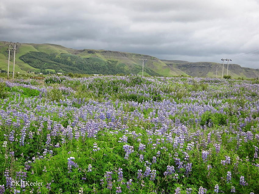 Wędrowny botanik: Zwiedzanie Islandii: Szybkie spojrzenie botanika, kwiaty łubinu, islandia Tapeta HD
