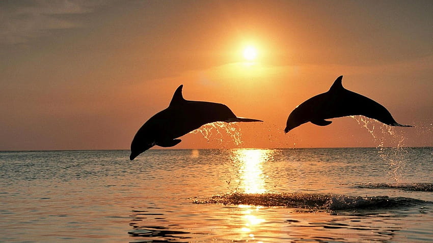 Top 27 animales marinos EN, animal delfín fondo de pantalla | Pxfuel