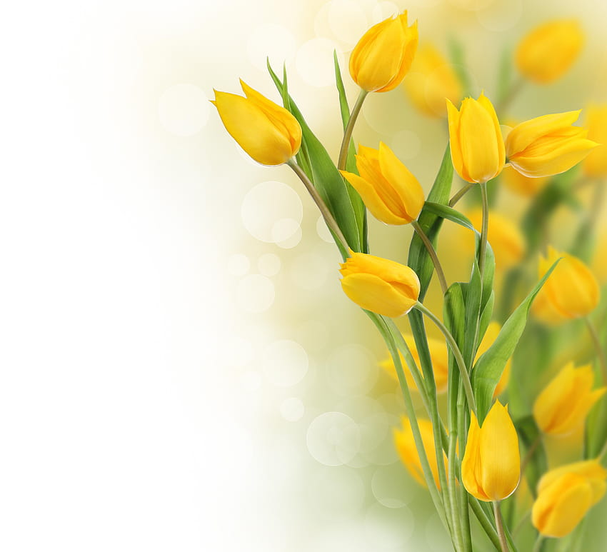 p Tulips Special Q Live p Tulips Pics、黄色い春 高画質の壁紙