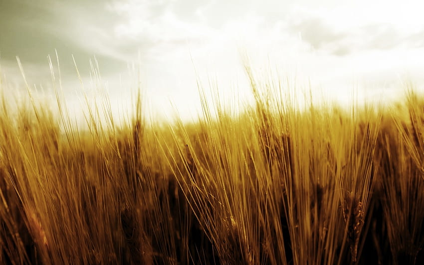 : sunlight, sky, field, morning, wheat, Rye, cereal, dry, barley, autumn, prairie, crop, computer , grass family, food grain, commodity, emmer, ecoregion 1920x1200, dry grass HD wallpaper