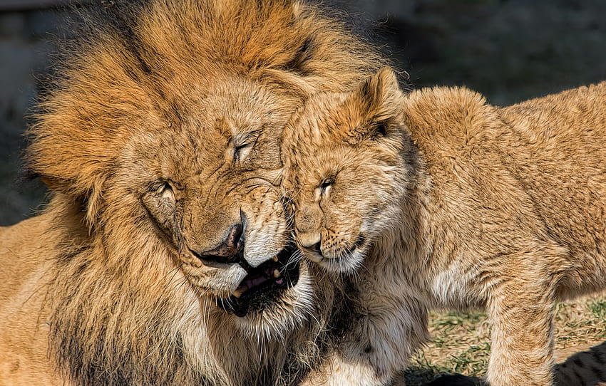 love, Leo, cub, kitty, lions, lion, fatherhood , section кошки HD wallpaper