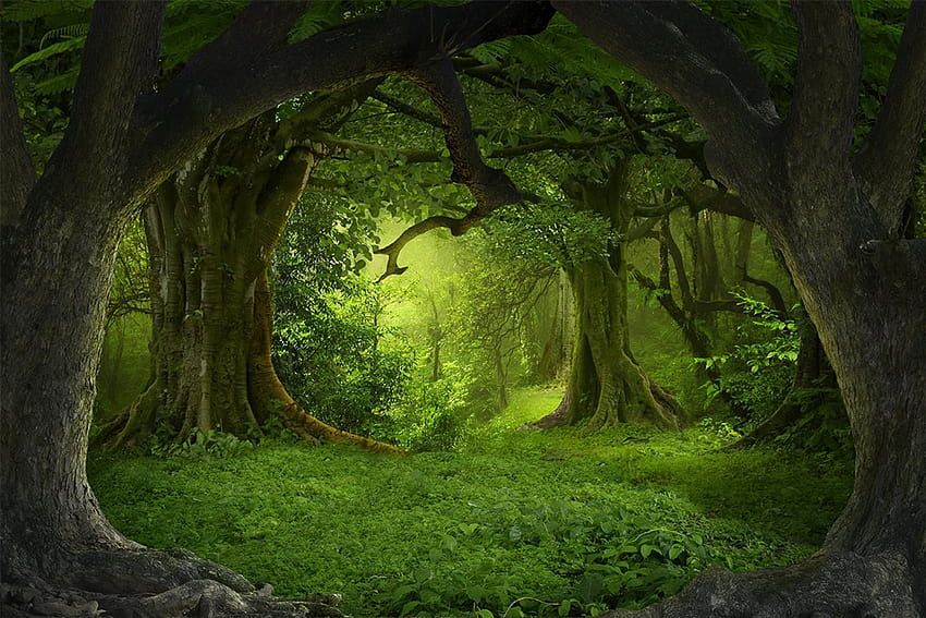 MURAL DINDING Hutan Mistik Hutan Ajaib Besar Wallpaper HD