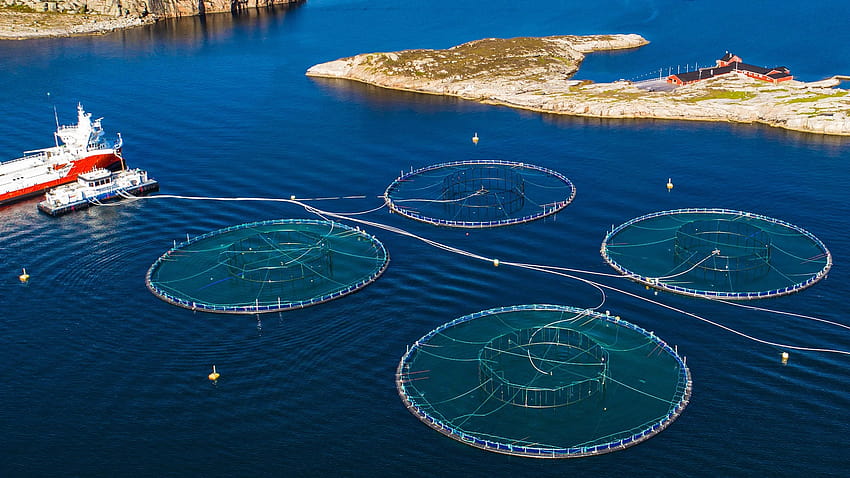 Foreign examples: blueprint for aquaculture regulation HD wallpaper