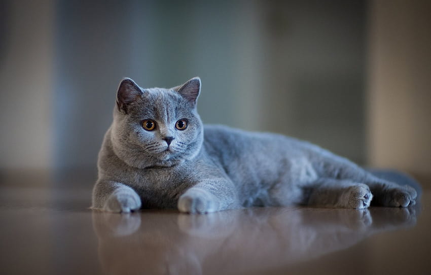 muzzle, grey, bokeh, cat, British Shorthair , section кошки, british cat HD wallpaper