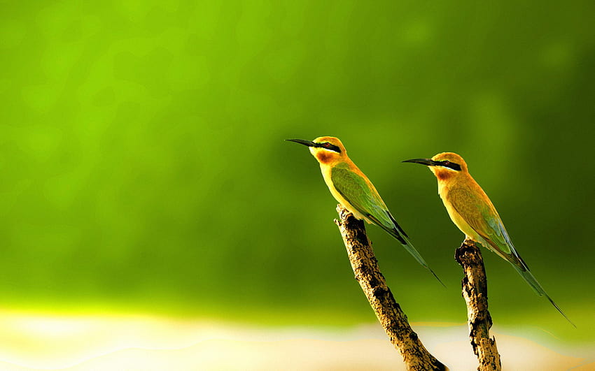 金キジ鳥 最も美しい鳥 高画質の壁紙