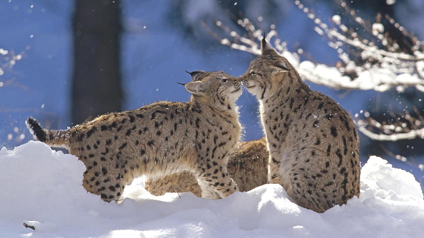 Big cats Eurasian Lynx Pair, Germany Animals, canadian lynx HD wallpaper