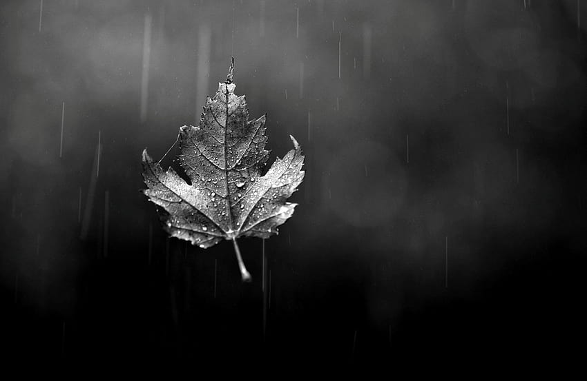 Black And White Leaf for Pinterest [2000x1300] for your , Mobile & Tablet, autumn black and white HD wallpaper