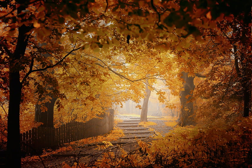 fall, Mist, Fence, Walkway, Leaves, Trees, Yellow, Orange, Nature, Landscape / and Mobile Backgrounds, mist autumn HD wallpaper
