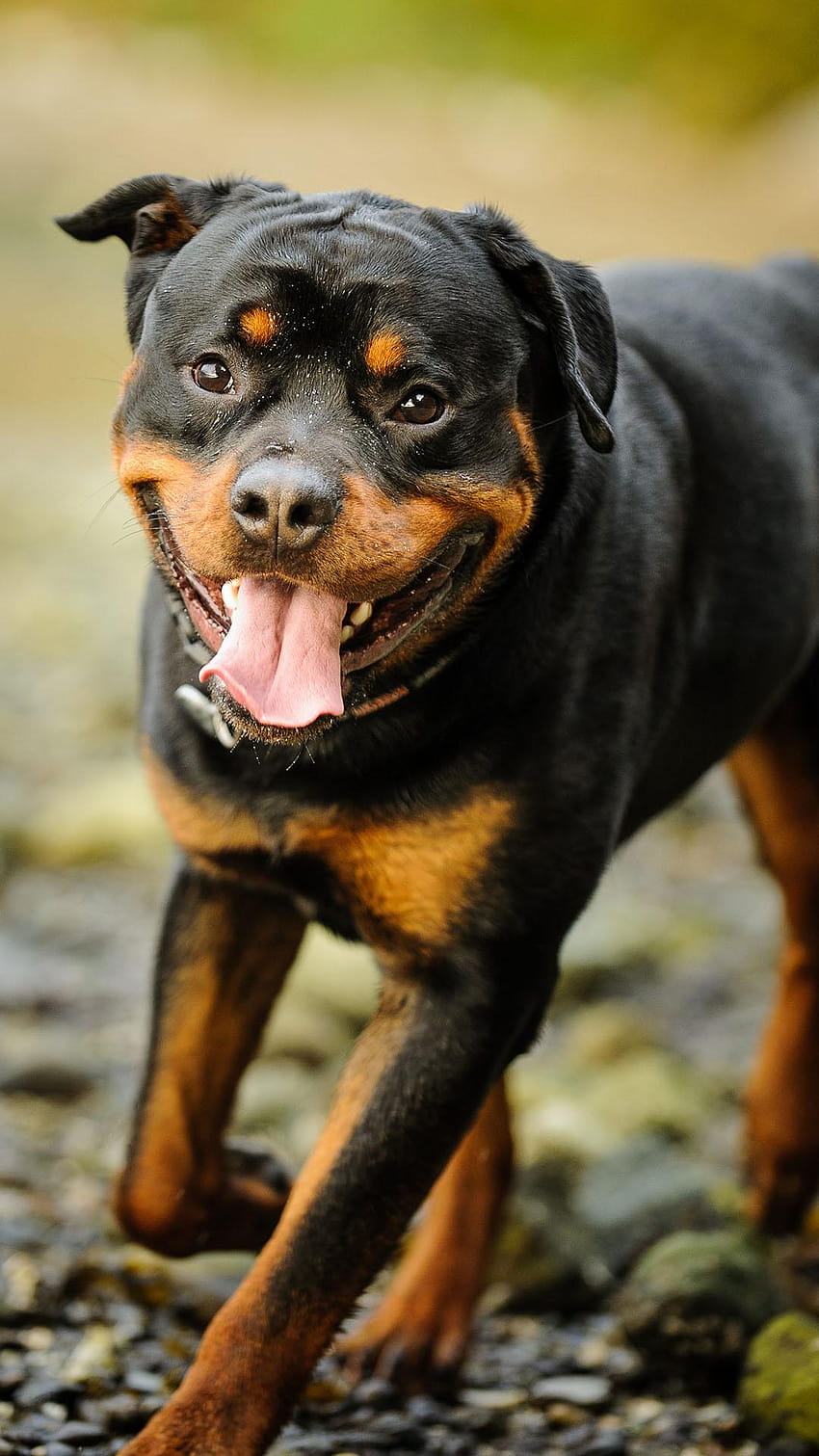 The Rottweiler Puppy In The Grass Background, Picture Of Rottweiler Puppy  Background Image And Wallpaper for Free Download