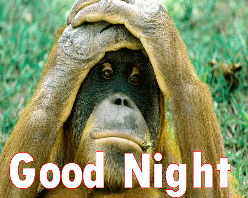 Funny Good Night Wallpapers Hd Free - Infoupdate.org