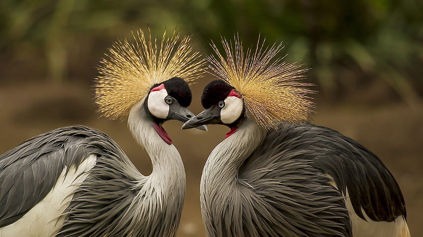 crowned crane, bird, Animals, crane bird HD wallpaper