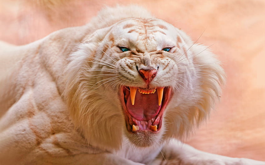 234 White Tiger, aggressive HD wallpaper